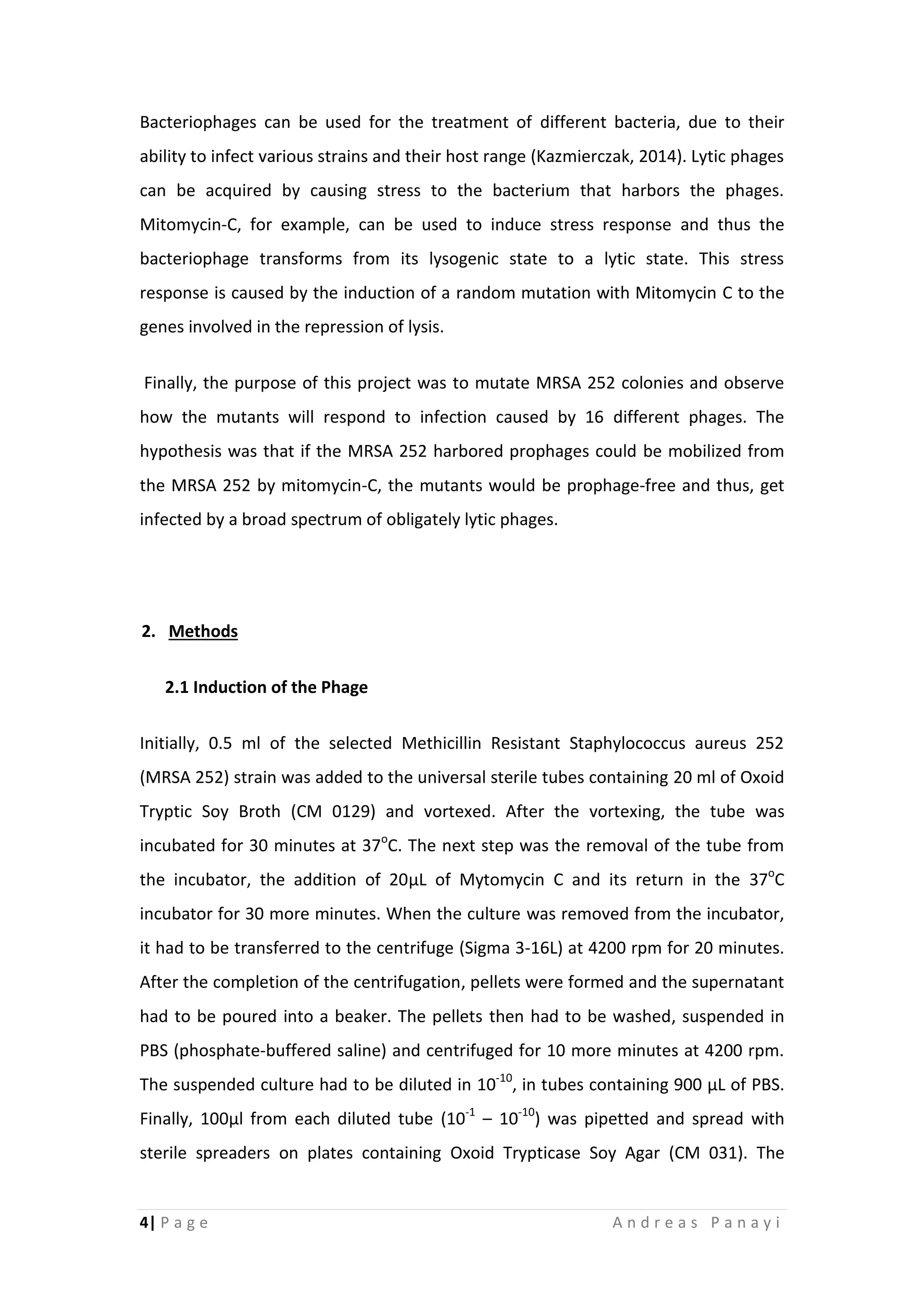 4| P a g e A n d r e a s P a n a y i
Bacteriophages can be used for the treatment of different bacteria, due to their
ability to infect various strains and their host range (Kazmierczak, 2014). Lytic phages
can be acquired by causing stress to the bacterium that harbors the phages.
Mitomycin-C, for example, can be used to induce stress response and thus the
bacteriophage transforms from its lysogenic state to a lytic state. This stress
response is caused by the induction of a random mutation with Mitomycin C to the
genes involved in the repression of lysis.
Finally, the purpose of this project was to mutate MRSA 252 colonies and observe
how the mutants will respond to infection caused by 16 different phages. The
hypothesis was that if the MRSA 252 harbored prophages could be mobilized from
the MRSA 252 by mitomycin-C, the mutants would be prophage-free and thus, get
infected by a broad spectrum of obligately lytic phages.
2. Methods
2.1 Induction of the Phage
Initially, 0.5 ml of the selected Methicillin Resistant Staphylococcus aureus 252
(MRSA 252) strain was added to the universal sterile tubes containing 20 ml of Oxoid
Tryptic Soy Broth (CM 0129) and vortexed. After the vortexing, the tube was
incubated for 30 minutes at 37o
C. The next step was the removal of the tube from
the incubator, the addition of 20μL of Mytomycin C and its return in the 37o
C
incubator for 30 more minutes. When the culture was removed from the incubator,
it had to be transferred to the centrifuge (Sigma 3-16L) at 4200 rpm for 20 minutes.
After the completion of the centrifugation, pellets were formed and the supernatant
had to be poured into a beaker. The pellets then had to be washed, suspended in
PBS (phosphate-buffered saline) and centrifuged for 10 more minutes at 4200 rpm.
The suspended culture had to be diluted in 10-10
, in tubes containing 900 μL of PBS.
Finally, 100μl from each diluted tube (10-1
– 10-10
) was pipetted and spread with
sterile spreaders on plates containing Oxoid Trypticase Soy Agar (CM 031). The
 