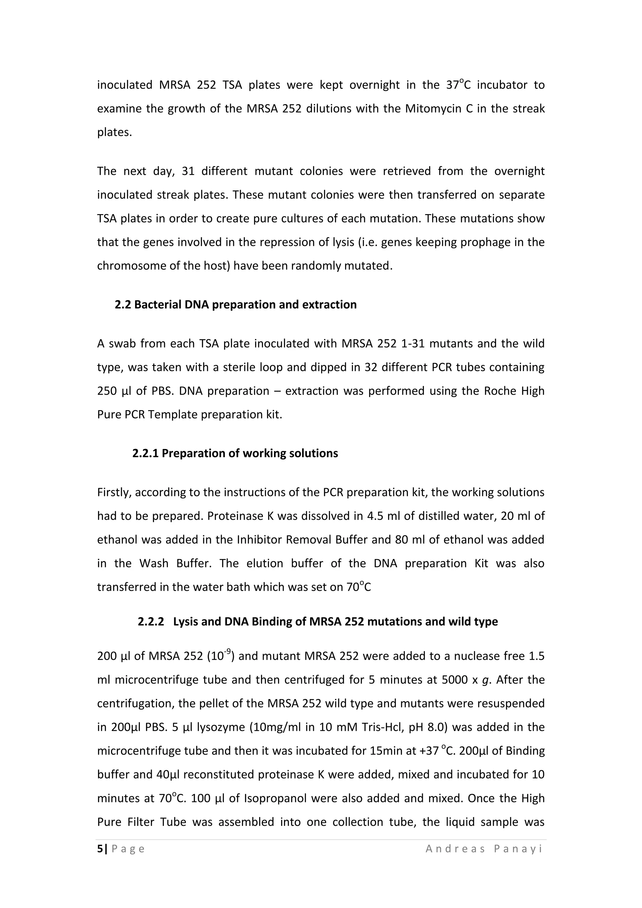5| P a g e A n d r e a s P a n a y i
inoculated MRSA 252 TSA plates were kept overnight in the 37o
C incubator to
examine the growth of the MRSA 252 dilutions with the Mitomycin C in the streak
plates.
The next day, 31 different mutant colonies were retrieved from the overnight
inoculated streak plates. These mutant colonies were then transferred on separate
TSA plates in order to create pure cultures of each mutation. These mutations show
that the genes involved in the repression of lysis (i.e. genes keeping prophage in the
chromosome of the host) have been randomly mutated.
2.2 Bacterial DNA preparation and extraction
A swab from each TSA plate inoculated with MRSA 252 1-31 mutants and the wild
type, was taken with a sterile loop and dipped in 32 different PCR tubes containing
250 μl of PBS. DNA preparation – extraction was performed using the Roche High
Pure PCR Template preparation kit.
2.2.1 Preparation of working solutions
Firstly, according to the instructions of the PCR preparation kit, the working solutions
had to be prepared. Proteinase K was dissolved in 4.5 ml of distilled water, 20 ml of
ethanol was added in the Inhibitor Removal Buffer and 80 ml of ethanol was added
in the Wash Buffer. The elution buffer of the DNA preparation Kit was also
transferred in the water bath which was set on 70o
C
2.2.2 Lysis and DNA Binding of MRSA 252 mutations and wild type
200 μl of MRSA 252 (10-9
) and mutant MRSA 252 were added to a nuclease free 1.5
ml microcentrifuge tube and then centrifuged for 5 minutes at 5000 x g. After the
centrifugation, the pellet of the MRSA 252 wild type and mutants were resuspended
in 200μl PBS. 5 μl lysozyme (10mg/ml in 10 mM Tris-Hcl, pH 8.0) was added in the
microcentrifuge tube and then it was incubated for 15min at +37 o
C. 200μl of Binding
buffer and 40μl reconstituted proteinase K were added, mixed and incubated for 10
minutes at 70o
C. 100 μl of Isopropanol were also added and mixed. Once the High
Pure Filter Tube was assembled into one collection tube, the liquid sample was
 
