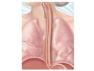 Dvanaestopalačno crevo
• Početni deo tankog creva je dvanaestopalačno
crevo (duodenum), u koji se ulivaju odvodi jetre i
p...