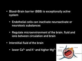 • Blood-Brain barrier (BBB) is exceptionally active
system
• Endothelial cells can inactivate neuroactivate or
neurotoxic substances
• Regulate microenvironment of the brain, fluid and
ions between circulation and brain
• Interstitial fluid of the brain
• lower Ca2+ and K+ and higher Mg2+
 