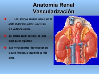 00 anatomía y fisiología renal | PPT