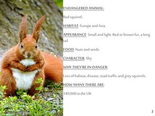 2
ENDANGERED ANIMAL:
Redsquirrel.
HABITAT:EuropeandAsia.
APPEARANCE: Smallandlight.Redor brownfur,a long
tail.
FOOD:Nutsandseeds.
CHARACTER: Shy
WHYTHEY’REIN DANGER:
Lossofhabitat,disease,roadtrafficandgrey squirrels.
HOWMANY THEREARE:
140,000intheUK
 