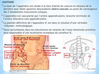 -ANATOMIE
*La base de l’appendice est située à la face interne du caecum en dessous de la
dernière anse iléale (position descendante latéro-caecale) au point de convergence
des 3 bandelettes musculaires coliques.
*L’appendice est vascularisé par l’artère appendiculaire, branche terminale de
l’artère iléocaeco-colo-appendiculaire.
*La position définitive de l’appendice IC est donc le résultat d’une véritable
«Odyssée» embryologique.
*Toute perturbation dans les mécanismes de rotation de l’anse intestinale primitive
sera responsable d’une localisation ectopique du carrefour IC.
 