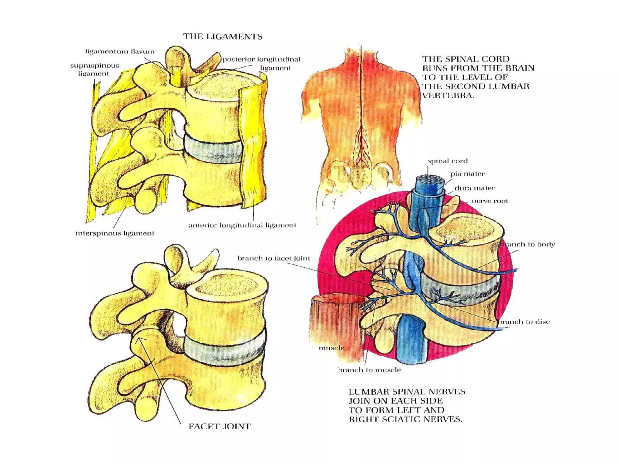 Spinal Cord - LigamentsSpinal Cord - Ligaments
 