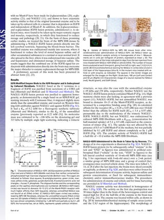 with no Man6-P have been made for β-glucuronidase (20), α-glu-
cosidase (21), and NAGLU (11), and shown to have enzymatic
activity similar to that of the original lysosomal enzyme and to be
taken up by cultured cells in a manner that is dependent on IGFII
and independent of Man6-P. In addition, the β-glucuronidase–
and α-glucosidase–IGFII fusion proteins, administered i.v. to de-
ficient mice, were found to be taken up by major somatic organs
and muscles, respectively, in which they functioned to reduce
storage and pathology (20, 21). On the basis of these promising
earlier studies, we treated the brain of the MPS IIIB mouse by
administering a NAGLU–IGFII fusion protein directly into the
left cerebral ventricle, bypassing the blood–brain barrier. The
modified enzyme was endocytosed mainly into neurons, where it
functioned to reduce the level of stored heparan sulfate and of
other accumulated substances to a normal or near-normal level. It
also spread to the liver, where it was endocytosed into vascular cells
and hepatocytes and eliminated storage of heparan sulfate. The
results suggest that the combined use of the IGFII signal for en-
docytosis with administration directly into the brain may overcome
the major obstacles to enzyme replacement therapy for MPS IIIB.
A preliminary account of this work has been presented in
abstract form (22, 23).
Results
IGFII-Modified Enzyme Binds to the IGFII Receptor and Is Endocytosed
by Cultured Fibroblasts. NAGLU fused at the C terminus to a
fragment of IGFII was purified from secretions of a CHO cell
line (Materials and Methods and SI Materials and Methods). The
NAGLU–IGFII fusion protein was purified to apparent homo-
geneity, as demonstrated by a single band on an SDS/PAGE gel,
staining intensely with Coomassie blue; it migrated slightly more
slowly than the unmodified enzyme and reacted on Western blot-
ting with antibodies against NAGLU and against IGFII (Fig. S1).
It had a Km of 0.2 mM for a fluorogenic synthetic substrate
(Materials and Methods), similar to the Km of the unmodified
enzyme [previously reported as 0.22 mM (9)]. Its molecular
mass was estimated to be ∼106 kDa on the denaturing gel and
315 kDa by multiple angle light scattering, indicating a trimeric
structure, as was also the case with the unmodified enzyme
(∼95 kDa and 278 kDa, respectively). Neither NAGLU nor the
NAGLU–IGFII fusion protein contained Man6-P (Fig. 1A). High
mannose chains were also lacking, in agreement with a previous
report (11). NAGLU–IGFII, but not unmodified NAGLU, was
bound to domains 10–13 of the Man6-P/IGFII receptor, as de-
termined by a competitive binding assay (Fig. 1B); its calculated
affinity for the receptor (IC50 = 0.28 ± 0.05 nM) was over 10-fold
better than the affinity for IGFII itself (IC50 = 5.4 ± 0.97 nM),
presumably due to the multivalency of the trimeric NAGLU–
IGFII. NAGLU–IGFII, but not NAGLU, was endocytosed by
cultured MPS IIIB fibroblasts with a Kuptake (concentration for
half-maximal uptake) of 5.4 ± 0.9 nM, expressed as the concen-
tration of trimer (Fig. 1C). The uptake was not affected by the
presence of 0.5 or 5 mM Man6-P in the medium, but was partially
inhibited by 0.1 μM IGFII and almost completely so by 1 μM
IGFII (Fig. 1D). The catalytic activity of NAGLU–IGFII had
a half-life of ∼10 d within the MPS IIIB fibroblasts.
NAGLU–IGFII Administered to the Brain Is Taken Up by Neurons. The
design of in vivo experiments is illustrated in Fig. S2A. NAGLU–
IGFII fusion protein (to be subsequently called “enzyme” in the
text and “ENZ” in figures) was administered in artificial cere-
brospinal fluid (“vehicle” in the text, “VEH” in figures) to the
left lateral cerebral ventricle of 16-wk-old MPS IIIB mice (see
Fig. 5 for experiment with 8-wk-old mice) over a 2-wk period;
a similar group of MPS IIIB mice and a group of control (het-
erozygous) mice received vehicle alone. The mice were killed 1, 7,
14, or 28 d after the last injection; the brains were sliced coronally
or sagittally, as shown in Fig. S2B, and slices were either frozen for
subsequent determination of enzyme activity, heparan sulfate and
protein concentration, or fixed for subsequent immunohisto-
chemistry and/or immunofluorescence studies. The procedures
for administration of enzyme and vehicle and for tissue harvesting
are provided in SI Materials and Methods.
NAGLU enzyme activity was determined in homogenates of
slice 1 (Fig. S2B). The activity on the first day postinjection was
30 times higher than in the brain of the heterozygous control and
stayed high for 28 d; the half-life of the enzyme in the brain was
∼10 d (Fig. 2A). The enzyme was located within cells, as shown in
Fig. 2B by immunohistochemical staining of sample areas (cortex
and the CA3 region of the hippocampus). The morphology of
Fig. 1. Characterization of NAGLU–IGFII. (A) Glycosylation profiles of NAGLU
(Top row) and of NAGLU–IGFII (Middle row) show that neither contained bis-
phosphorylated high mannose oligosaccharide (Bottom row). The sugars are
indicated as follows: blue squares, N-acetylglucosamine; green circles, man-
nose; yellow circles, galactose; purple diamonds, N-acetylneuraminic acid; red
triangles, L-fucose; P, phosphate. The oligosaccharides and the corresponding
peaks on the capillary electrophoresis are numbered. (B) NAGLU–IGFII (open
circles) was bound to domains 10–13 (21) of the Man6-P/IGFII receptor with
much higher affinity than IGFII (squares), whereas unmodified NAGLU was
not bound at all (filled circles). (C) NAGLU–IGFII (open circles) was endocy-
tosed by MPS IIIB fibroblasts, whereas the unmodified enzyme (filled circles)
was not. (D) Uptake of NAGLU–IGFII was not inhibited by Man6-P up to 5 mM,
but was almost completely inhibited by 1 μM IGFII and partially so by 0.1 μM
IGFII; the horizontal bar, set at 100%, represents uptake without inhibitor.
Fig. 2. Uptake of NAGLU–IGFII by MPS IIIB mouse brain after intra-
cerebroventricular administration of NAGLU–IGFII. (A) NAGLU taken up,
measured as NAGLU catalytic activity in homogenates of slice 1. Measure-
ments are in units per milligram of protein, expressed as mean ± SD. The
brains were taken at the times indicated (in days from the last injection) from
mice treated with NAGLU–IGFII (ENZ) or vehicle (VEH). The number of mouse
brains analyzed at each time point, going from left to right, was 7, 4, 8, 4, 4, 4,
and 8. (B) Immunohistochemical staining for NAGLU in cortex (slice 2) and in
CA3 layer of the hippocampus (slice 4), in the mutant mice treated with ve-
hicle or with enzyme, as indicated. The squares in the Center images are
enlarged for the images on the Right. [Scale bars, 100 μm (Left and Center)
and 50 μm (Right).] (C) Characteristic image of a neuron stained for NAGLU
(red), NeuN (green), and DAPI (blue).
Kan et al. PNAS | October 14, 2014 | vol. 111 | no. 41 | 14871
MEDICALSCIENCES
 