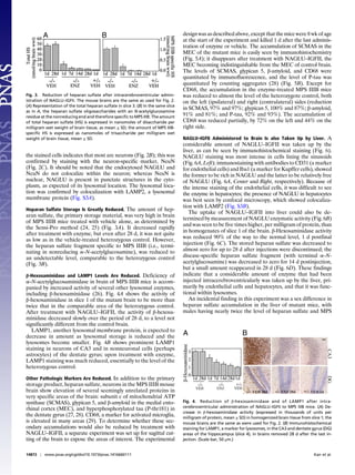 the stained cells indicates that most are neurons (Fig. 2B); this was
confirmed by staining with the neuron-specific marker, NeuN
(Fig. 2C). It should be noted that the endocytosed NAGLU and
NeuN do not colocalize within the neuron; whereas NeuN is
nuclear, NAGLU is present in punctate structures in the cyto-
plasm, as expected of its lysosomal location. The lysosomal loca-
tion was confirmed by colocalization with LAMP2, a lysosomal
membrane protein (Fig. S3A).
Heparan Sulfate Storage Is Greatly Reduced. The amount of hep-
aran sulfate, the primary storage material, was very high in brain
of MPS IIIB mice treated with vehicle alone, as determined by
the Sensi-Pro method (24, 25) (Fig. 3A). It decreased rapidly
after treatment with enzyme, but even after 28 d, it was not quite
as low as in the vehicle-treated heterozygous control. However,
the heparan sulfate fragment specific to MPS IIIB (i.e., termi-
nating in nonreducing α–N-acetylglucosamine), was reduced to
an undetectable level, comparable to the heterozygous control
(Fig. 3B).
β-Hexosaminidase and LAMP1 Levels Are Reduced. Deficiency of
α–N-acetylglucosaminidase in brain of MPS IIIB mice is accom-
panied by increased activity of several other lysosomal enzymes,
including β-hexosaminidase (26). Fig. 4A shows the activity of
β-hexosaminidase in slice 1 of the mutant brain to be more than
twice that in the comparable area of the heterozygous control.
After treatment with NAGLU–IGFII, the activity of β-hexosa-
minidase decreased slowly over the period of 28 d, to a level not
significantly different from the control brain.
LAMP1, another lysosomal membrane protein, is expected to
decrease in amount as lysosomal storage is reduced and the
lysosomes become smaller. Fig. 4B shows prominent LAMP1
staining in neurons of CA3 and in nonneuronal cells (perhaps
astrocytes) of the dentate gyrus; upon treatment with enzyme,
LAMP1 staining was much reduced, essentially to the level of the
heterozygous control.
Other Pathologic Markers Are Reduced. In addition to the primary
storage product, heparan sulfate, neurons in the MPS IIIB mouse
brain show elevation of several seemingly unrelated proteins in
very specific areas of the brain: subunit c of mitochondrial ATP
synthase (SCMAS), glypican 5, and β-amyloid in the medial ento-
rhinal cortex (MEC), and hyperphosphorylated tau (P-thr181) in
the dentate gyrus (27, 28). CD68, a marker for activated microglia,
is elevated in many areas (29). To determine whether these sec-
ondary accumulations would also be reduced by treatment with
NAGLU–IGFII, a separate experiment was set up for sagittal cut-
ting of the brain to expose the areas of interest. The experimental
design was as described above, except that the mice were 8 wk of age
at the start of the experiment and killed 1 d after the last adminis-
tration of enzyme or vehicle. The accumulation of SCMAS in the
MEC of the mutant mice is easily seen by immunohistochemistry
(Fig. 5A); it disappears after treatment with NAGLU–IGFII, the
MEC becoming indistinguishable from the MEC of control brain.
The levels of SCMAS, glypican 5, β-amyloid, and CD68 were
quantitated by immunofluorescence, and the level of P-tau was
quantitated by counting aggregates (28) (Fig. 5B). Except for
CD68, the accumulation in the enzyme-treated MPS IIIB mice
was reduced to almost the level of the heterozygote control, both
on the left (ipsilateral) and right (contralateral) sides (reduction
in SCMAS, 97% and 97%; glypican 5, 100% and 87%; β-amyloid,
91% and 81%; and P-tau, 92% and 93%). The accumulation of
CD68 was reduced partially, by 72% on the left and 44% on the
right side.
NAGLU–IGFII Administered to Brain Is also Taken Up by Liver. A
considerable amount of NAGLU–IGFII was taken up by the
liver, as can be seen by immunohistochemical staining (Fig. 6).
NAGLU staining was most intense in cells lining the sinusoids
(Fig. 6A, Left); immunostaining with antibodies to CD31 (a marker
for endothelial cells) and Iba1 (a marker for Kupffer cells), showed
the former to be rich in NAGLU and the latter to be relatively free
of NAGLU (Fig. 6A, Center and Right, respectively). Because of
the intense staining of the endothelial cells, it was difficult to see
the enzyme in hepatocytes; the presence of NAGLU in hepatocytes
was best seen by confocal microscopy, which showed colocaliza-
tion with LAMP2 (Fig. S3B).
The uptake of NAGLU–IGFII into liver could also be de-
termined by measurement of NAGLU enzymatic activity (Fig. 6B)
and was seen to be five times higher, per milligram of protein, than
in homogenates of slice 1 of the brain. β-Hexosaminidase activity
was reduced 90% of the way to the normal level, 1 d postfinal
injection (Fig. 6C). The stored heparan sulfate was decreased to
almost zero for up to 28 d after injections were discontinued; the
disease-specific heparan sulfate fragment (with terminal α–N-
acetylglucosamine) was decreased to zero for 14 d postinjection,
but a small amount reappeared in 28 d (Fig. 6D). These findings
indicate that a considerable amount of enzyme that had been
injected intracerebroventricularly was taken up by the liver, pri-
marily by endothelial cells and hepatocytes, and that it was func-
tional within lysosomes.
An incidental finding in this experiment was a sex difference in
heparan sulfate accumulation in the liver of mutant mice, with
males having nearly twice the level of heparan sulfate and MPS
Fig. 3. Reduction of heparan sulfate after intracerebroventricular admin-
istration of NAGLU–IGFII. The mouse brains are the same as used for Fig. 2.
(A) Representation of the total heparan sulfate in slice 3. (B) In the same slice
as in A, the heparan sulfate oligosaccharides with an N-acetylglucosamine
residue at the nonreducing end and therefore specific to MPS IIIB. The amount
of total heparan sulfate (HS) is expressed in nanomoles of disaccharide per
milligram wet weight of brain tissue, as mean ± SD; the amount of MPS IIIB-
specific HS is expressed as nanomoles of trisaccharide per milligram wet
weight of brain tissue, mean ± SD.
Fig. 4. Reduction of β-hexosaminidase and of LAMP1 after intra-
cerebroventricular administration of NAGLU–IGFII to MPS IIIB mice. (A) De-
crease in β-hexosaminidase activity (expressed in thousands of units per
milligram of protein, mean ± SD) in homogenized brain tissue from slice 1; the
mouse brains are the same as were used for Fig. 2. (B) Immunohistochemical
staining for LAMP1, a marker for lysosomes, in the CA3 and dentate gyrus (DG)
areas of the hippocampus (slice 4), in brains removed 28 d after the last in-
jection. (Scale bar, 50 μm.)
14872 | www.pnas.org/cgi/doi/10.1073/pnas.1416660111 Kan et al.
 