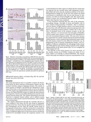 IIIB-specific heparan sulfate, as females (Fig. 6D). No such dif-
ference was seen in the brain.
Discussion
This study demonstrates that it is possible to bypass the blood–
brain barrier by direct injection of therapeutic enzyme into the
cerebral ventricles, using an implanted cannula. The enzyme (a
fusion protein of NAGLU and IGFII) was distributed to many
areas of the brain, to the contralateral side as well as the ipsilat-
eral. The enzyme was endocytosed by neurons; that was expected,
because the Man6-P/IGFII receptor (to which the fusion protein
was targeted), is known to be widely distributed in neurons of the
central nervous system (30). The enzyme functioned in neuronal
lysosomes to degrade heparan sulfate, and in addition caused
a decrease of other disease-associated biomarkers, some of which
were not lysosomal.
The enzyme administered through the ventricles did not re-
main confined to the brain, but was also found in substantial
amount in the liver. Given that the specific activity of NAGLU in
liver homogenates was five times the specific activity found in
homogenates of brain slice 1, and that a mouse liver is nearly three
times as large as its brain (31), the amount in liver is at least one
order of magnitude higher than in brain (more precise calculations
would not be meaningful, because the exogenous enzyme is not
evenly distributed in either organ). It is likely that the enzyme that
was injected into the ventricle mixes with endogenous cerebro-
spinal fluid and enters into the circulatory pathway of the latter,
through blood or lymph (32). In the liver, the enzyme was found
concentrated in endothelial cells, but was also present in hep-
atocytes; very little was found in Kupffer cells. The enzyme func-
tioned to remove the accumulated heparan sulfate. No somatic
organs other than liver were examined.
It was somewhat surprising that few cells of the monocyte/
macrophage lineage—microglia in brain and Kupffer cells in
liver—showed immunostaining of NAGLU. This is consistent
with the absence of high mannose chains in the fusion protein,
because these cells will efficiently endocytose glycoproteins with
glycans containing terminal mannose residues due to the pres-
ence of abundant levels of the mannose receptor on the cell
surface. However, we must presume that microglia and Kupffer
cells do acquire some enzyme, to account for the degradation of
all of the accumulated heparan sulfate. This may occur because
the requirement for enzyme is below detection by immunostaining
(which may have a lower sensitivity than biochemical assays) and/or
the cells acquire enzyme by some different mechanism, e.g., by
phagocytosis of bits of neurons containing the enzyme, or by rec-
ognition of different carbohydrates by macrophage lectins (recep-
tors). Both galactose and L-fucose, which are present on the complex
oligosaccharides of the fusion protein (Fig. 1A), are recognized by
such receptors (33, 34).
The half-life of the fusion protein (or more precisely, of
the catalytic activity of its NAGLU moiety) was about 10 d in
brain, similar to its half-life in cultured fibroblasts. The amount
used in this study was sufficient to prevent reaccumulation of the
Fig. 5. Reduction of secondary accumulations in MPS IIIB brain upon intra-
cerebroventricular administration of NAGLU–IGFII. (A) Immunohistochemistry
shows intense staining of SCMAS in the medial entorhinal cortex (MEC) of
the Naglu−/−
untreated brain, which disappeared upon treatment with en-
zyme, leading to an appearance similar to the MEC of control mice. (Scale
bar, 100 μm.) (B) Immunofluorescence was used to quantitate all of the bio-
markers except for P-tau. F, arbitrary fluorescence units; counts, the number
of P-tau inclusions in the dentate gyrus (28). Bar graphs show the mean ± SD
for three to four mice in each group. The decrease in the enzyme-treated
mice was significant to P < 0.001 for all biomarkers examined except for
glypican 5, in which the experimental variability decreased the significance
to P < 0.01.
Fig. 6. Uptake of NAGLU–IGFII by liver after intracerebroventricular ad-
ministration. (A) Uptake by Naglu−/−
mice. (Left) Immunostaining of NAGLU.
(Center) Uptake into endothelial cells (green, CD31; red, NAGLU; blue, DAPI).
(Right) Uptake into Kupffer cells (green, Iba1; red, NAGLU; blue, DAPI). [Scale
bars, 50 μm (Left) and 20 μm (Center and Right).] (B and C) Enzymatic activity
of NAGLU and β-hexosaminidase, respectively, after treating the mice with
enzyme or vehicle. (D) Total heparan sulfate (Left) and MPS IIIB-specific
heparan sulfate (Right). Gray bars represent male mice (four at each point),
and clear bar represents female mice (4). All bars show mean ± SD, and all
differences between livers of enzyme-treated and vehicle-treated Naglu−/−
mice were significant to P < 0.001. The difference between male and female
mice was significant to P < 0.05.
Kan et al. PNAS | October 14, 2014 | vol. 111 | no. 41 | 14873
MEDICALSCIENCES
 