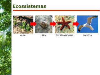 Ecossistemas ALGA LAPA ESTRELA-DO-MAR GAIVOTA 
