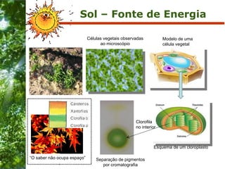 Sol – Fonte de Energia Modelo de uma célula vegetal Células vegetais observadas ao microscópio Esquema de um cloroplasto C...