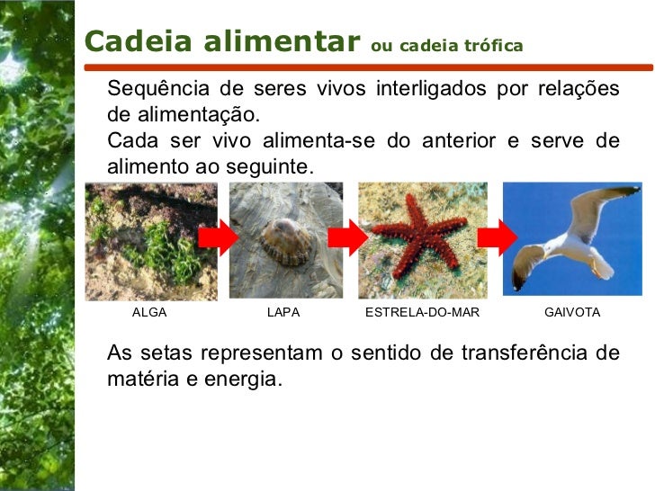 Como Se Chama Os Seres Que Produzem Seu Próprio Alimento
