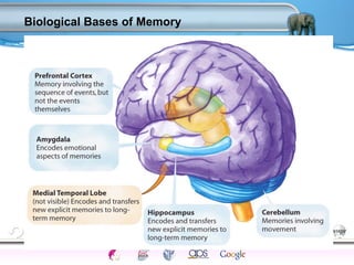 Biological Bases of Memory 
Processes Models Sensory Attention STM LTM Networks 
Cues Eyewitness Problems False Forgetting Formation Alzheimer’s 
 