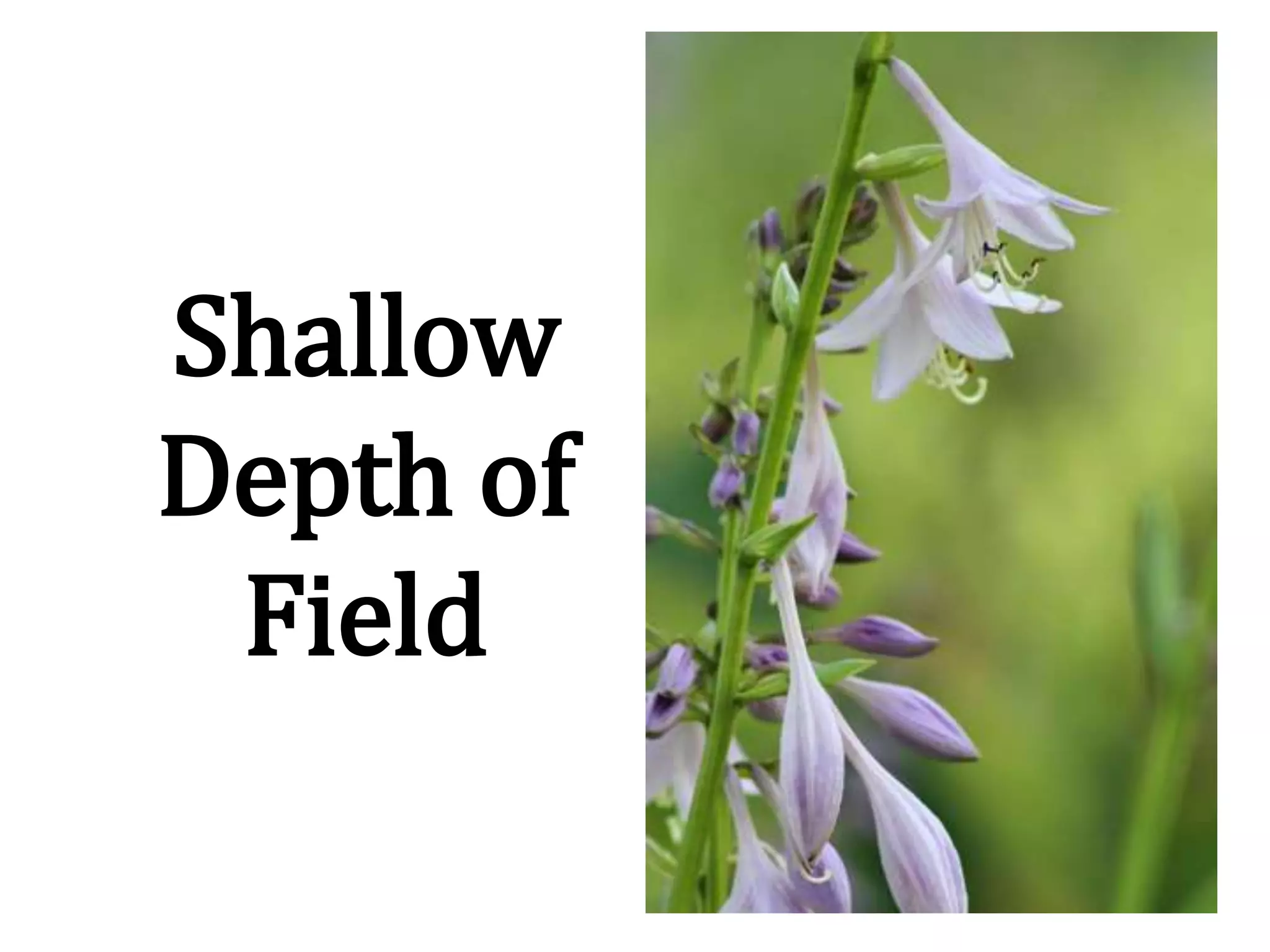 Shallow
Depth of
Field
 