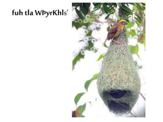 fuh tla WÞyrKhls’ 
 