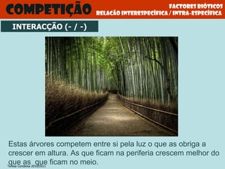 Factores bióticos relacão interespecífica / intra-específica  Competição Estas árvores competem entre si pela luz o que as obriga a crescer em altura. As que ficam na periferia crescem melhor do que as  que ficam no meio.  INTERACÇÃO (- / -) Teresa Condeixa 2010/2011 