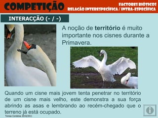 Factores bióticos relacão interespecífica / intra-específica  Competição A noção de  território  é muito importante nos cisnes durante a Primavera. INTERACÇÃO (- / -) Quando um cisne mais jovem tenta penetrar no território de um cisne mais velho, este demonstra a sua força abrindo as asas e lembrando ao recém-chegado que o terreno já está ocupado . Teresa Condeixa 2010/2011 