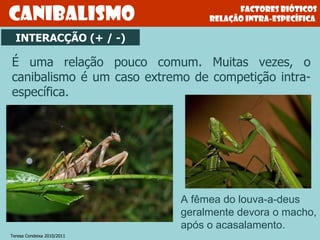 Factores bióticos relação intRA-específica  canibalismo A fêmea do louva-a-deus geralmente devora o macho, após o acasalamento. É uma relação pouco comum. Muitas vezes, o canibalismo é um caso extremo de competição intra-específica. INTERACÇÃO (+ / -) Teresa Condeixa 2010/2011 
