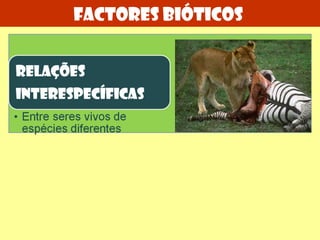 Teresa Condeixa 2010/2011 Factores bióticos  