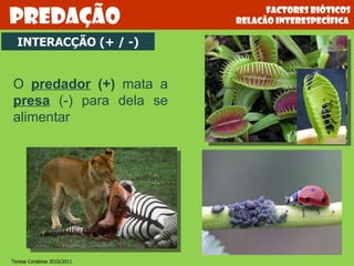 O  predador  (+)  mata a  presa  (-) para dela se alimentar INTERACÇÃO (+ / -) Factores bióticos relacão interespecífica  Predação Teresa Condeixa 2010/2011 