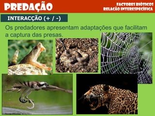 Os predadores apresentam adaptações que facilitam a captura das presas. INTERACÇÃO (+ / -) Factores bióticos relacão interespecífica  Predação Teresa Condeixa 2010/2011 