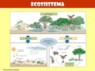 Ecossistema Teresa Condeixa 2010/2011 