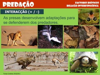 As presas desenvolvem adaptações para se defenderem dos predadores. INTERACÇÃO (+ / -) Factores bióticos relacão interespecífica  Predação Teresa Condeixa 2010/2011 