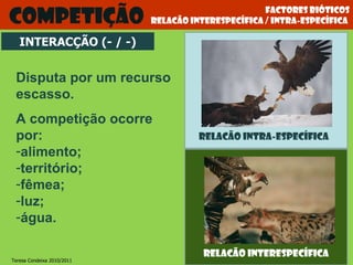 Factores bióticos relacão interespecífica / intra-específica  Competição Disputa por um recurso escasso. A competição ocorre por: alimento; território; fêmea; luz; água. INTERACÇÃO (- / -) Teresa Condeixa 2010/2011 relacão interespecífica relacão intra-específica 
