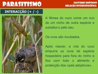 Factores bióticos relacão interespecífica  Parasitismo INTERACÇÃO (+ / -) A fêmea do cuco come um ovo de um ninho de outra espécie e substitui-o pelo seu. Os ovos são incubados. Após nascer, a cria do cuco empurra os ovos da espécie hospedeira para fora do ninho e fica com todo o alimento e protecção dos «pais adoptivos». Teresa Condeixa 2010/2011 