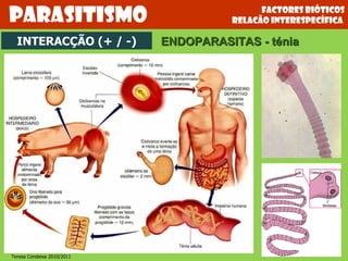 Factores bióticos relacão interespecífica  Parasitismo INTERACÇÃO (+ / -) ENDOPARASITAS - ténia Teresa Condeixa 2010/2011 