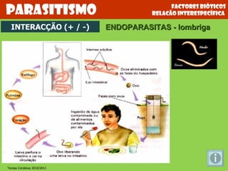 Factores bióticos relacão interespecífica  Parasitismo INTERACÇÃO (+ / -) ENDOPARASITAS - lombriga Teresa Condeixa 2010/2011 