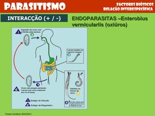 Factores bióticos relacão interespecífica  Parasitismo INTERACÇÃO (+ / -) ENDOPARASITAS –Enterobius vermiculariis (oxiúros) Teresa Condeixa 2010/2011 