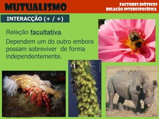 Factores bióticos relacão interespecífica  Mutualismo Relação  facultativa . Dependem um do outro embora possam sobreviver  de forma independentemente. INTERACÇÃO (+ / +) Teresa Condeixa 2010/2011 