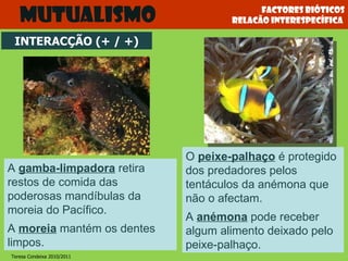 Factores bióticos relacão interespecífica  Mutualismo O  peixe-palhaço  é protegido dos predadores pelos tentáculos da anémona que não o afectam. A  anémona  pode receber algum alimento deixado pelo peixe-palhaço. INTERACÇÃO (+ / +) A  gamba-limpadora  retira restos de comida das poderosas mandíbulas da moreia do Pacífico. A  moreia  mantém os dentes limpos. Teresa Condeixa 2010/2011 