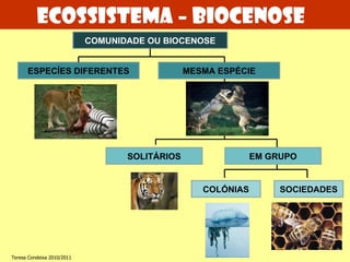 Ecossistema – biocenose COMUNIDADE OU BIOCENOSE ESPECÍES DIFERENTES MESMA ESPÉCIE SOLITÁRIOS COLÓNIAS SOCIEDADES EM GRUPO Teresa Condeixa 2010/2011 