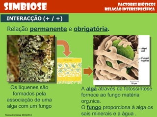 Factores bióticos relacão interespecífica  INTERACÇÃO (+ / +) simbiose Relação   permanente   e   obrigatória . Os líquenes são formados pela associação de uma alga com um fungo A  alga  através da fotossíntese fornece ao fungo matéria orgânica. O  fungo  proporciona à alga os sais minerais e a água . Teresa Condeixa 2010/2011 