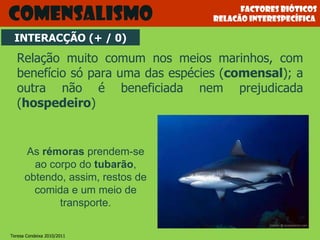 Factores bióticos relacão interespecífica  Relação muito comum nos meios marinhos, com benefício só para uma das espécies ( comensal ); a outra não é beneficiada nem prejudicada ( hospedeiro ) comensalismo As  rémoras  prendem-se ao corpo do  tubarão , obtendo, assim, restos de comida e um meio de transporte. INTERACÇÃO (+ / 0) Teresa Condeixa 2010/2011 