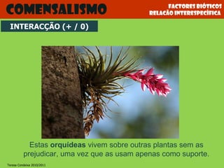 Estas  orquídeas  vivem sobre outras plantas sem as prejudicar, uma vez que as usam apenas como suporte. Factores bióticos relacão interespecífica  comensalismo INTERACÇÃO (+ / 0) Teresa Condeixa 2010/2011 
