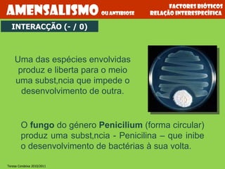 Factores bióticos relação interespecífica  Uma das espécies envolvidas produz e liberta para o meio uma substância que impede o desenvolvimento de outra. Amensalismo  ou antibiose INTERACÇÃO (- / 0) O  fungo  do género  Penicilium  (forma circular) produz uma substância - Penicilina – que inibe o desenvolvimento de bactérias à sua volta. Teresa Condeixa 2010/2011 