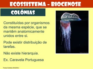 Ecossistema – biocenose colónias Constituídas por organismos da mesma espécie, que se mantêm anatomicamente unidos entre si. Pode existir distribuição de tarefas. Não existe hierarquia. Ex. Caravela Portuguesa Teresa Condeixa 2010/2011 