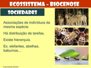 Ecossistema – biocenose sociedades Associações de indivíduos da mesma espécie. Há distribuição de tarefas. Existe hierarquia. Ex. elefantes, abelhas, babuínos… Teresa Condeixa 2010/2011 