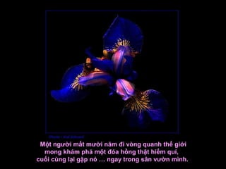 Một người mất mười năm đi vòng quanh thế giới
  mong khám phá một đóa hồng thật hiếm quí,
cuối cùng lại gặp nó … ngay trong sân vườn mình.
 