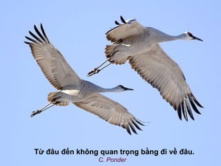 Từ đâu đến không quan trọng bằng đi về đâu.
                 C. Ponder
 