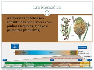 Era Mesozóica As florestas de fetos são substituídas por árvores com pinhas (sequoias, gingko e palmeiras primitivas) Prof. Teresa Condeixa Monteiro 