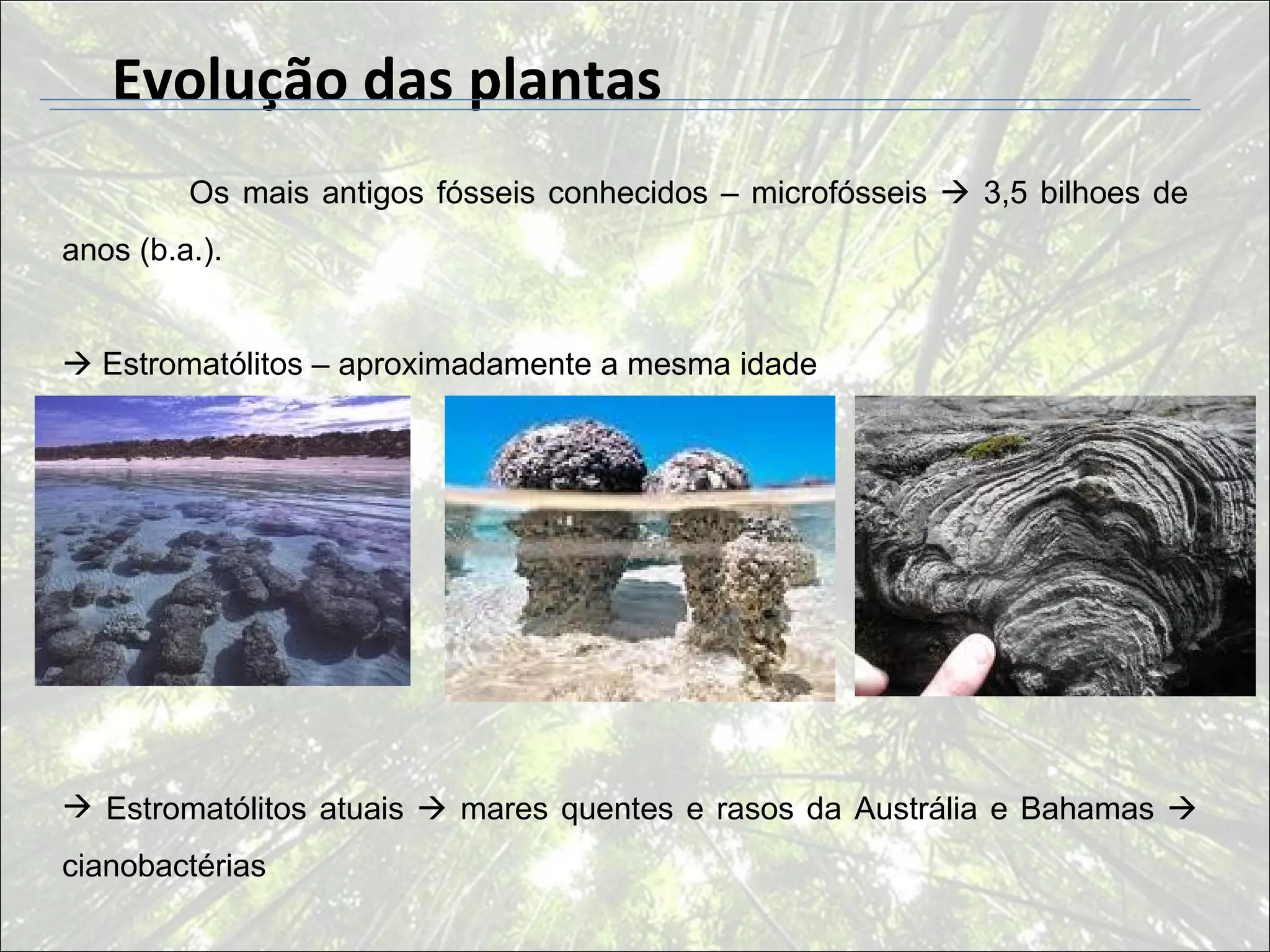 Evolução das plantas
         Os mais antigos fósseis conhecidos – microfósseis  3,5 bilhoes de
anos (b.a.).


 Estromatólitos – aproximadamente a mesma idade




 Estromatólitos atuais  mares quentes e rasos da Austrália e Bahamas 
cianobactérias
 