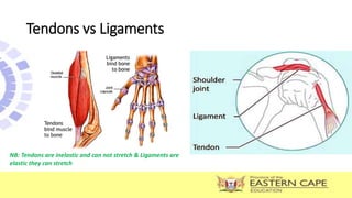 Tendons vs Ligaments
NB: Tendons are inelastic and can not stretch & Ligaments are
elastic they can stretch
 