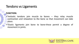 FUNCTION:
Inelastic tendons join muscle to bones – they relay muscle
contraction and relaxation to the bone so that movement can take
place.
Elastic ligaments join bone to bone-these permit a degree of
movement in joints.
Tendons vs Ligaments
 