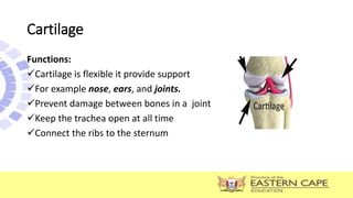 Cartilage
Functions:
Cartilage is flexible it provide support
For example nose, ears, and joints.
Prevent damage between bones in a joint
Keep the trachea open at all time
Connect the ribs to the sternum
 
