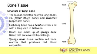 Bone Tissue
Structure of Long Bone
• The human skeleton has two long bones
viz. femur (thigh bone) and humerus
(upper arm bone).
• Each long bone has a head at either end
with a long shaft in between.
• Heads are made up of spongy bone
tissue that are covered by cartilage.
• Spongy bone tissue contain red bone
marrow that produces red blood
corpuscles.
Head
Shaft
Head
 
