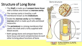 Structure of Long Bone
• The Shaft is made up of compact bone tissue
with a hollow area known as marrow cavity.
• The marrow cavity is lined by a soft
membrane known as the Endosteum.
• Inside the marrow cavity we find Yellow
marrow which is made up of cells and blood
corpuscles.
• The periosteum is a strong membrane that
covers the shaft and is richly supplied with
blood vessels
• Both spongy bone and compact bone form
bone tissue and work complementary to each
other to bring about functions of bone
 