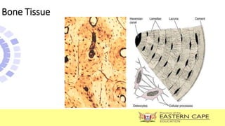 Bone Tissue
 