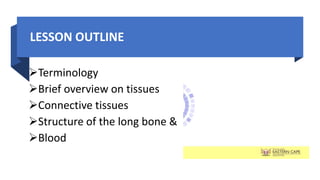 LESSON OUTLINE
Terminology
Brief overview on tissues
Connective tissues
Structure of the long bone &
Blood
 